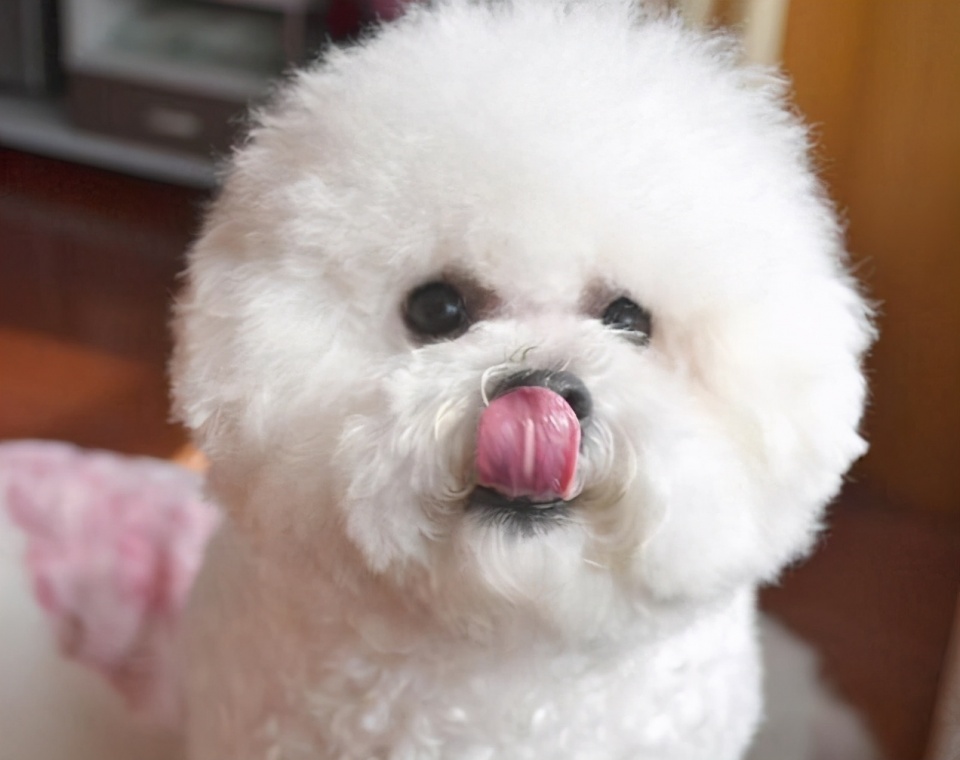 比熊犬的泪痕怎么处理呢,比熊犬泪痕很严重怎么办