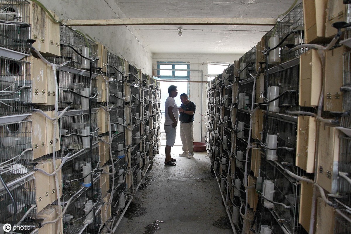 鹦鹉夏天鸟窝怎么驱虫,鹦鹉身上的虫子怎么彻底清除