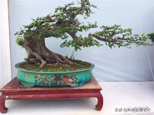 鎺㈡灊妞嶇墿,鎺㈡灊