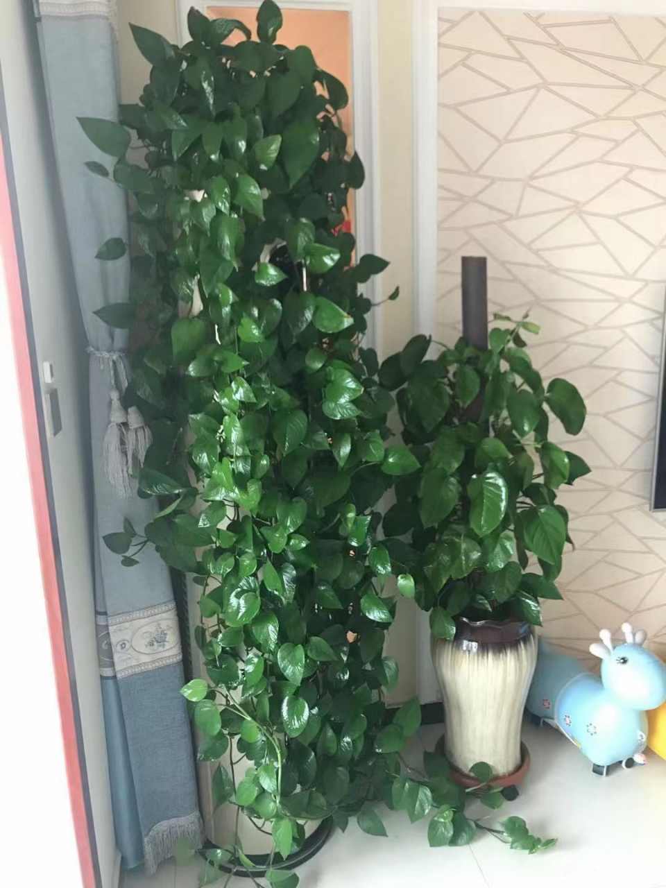 绿萝要怎么养才不会死掉,绿萝怎么养它才不会死