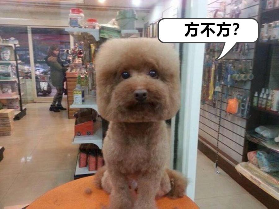 minecraft第一种鸟类,minecraft里的狗怎么才能有