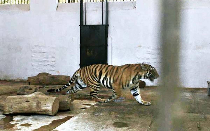 虎毒不食子报应视频,虎毒不食子再凶猛的老虎也有底线