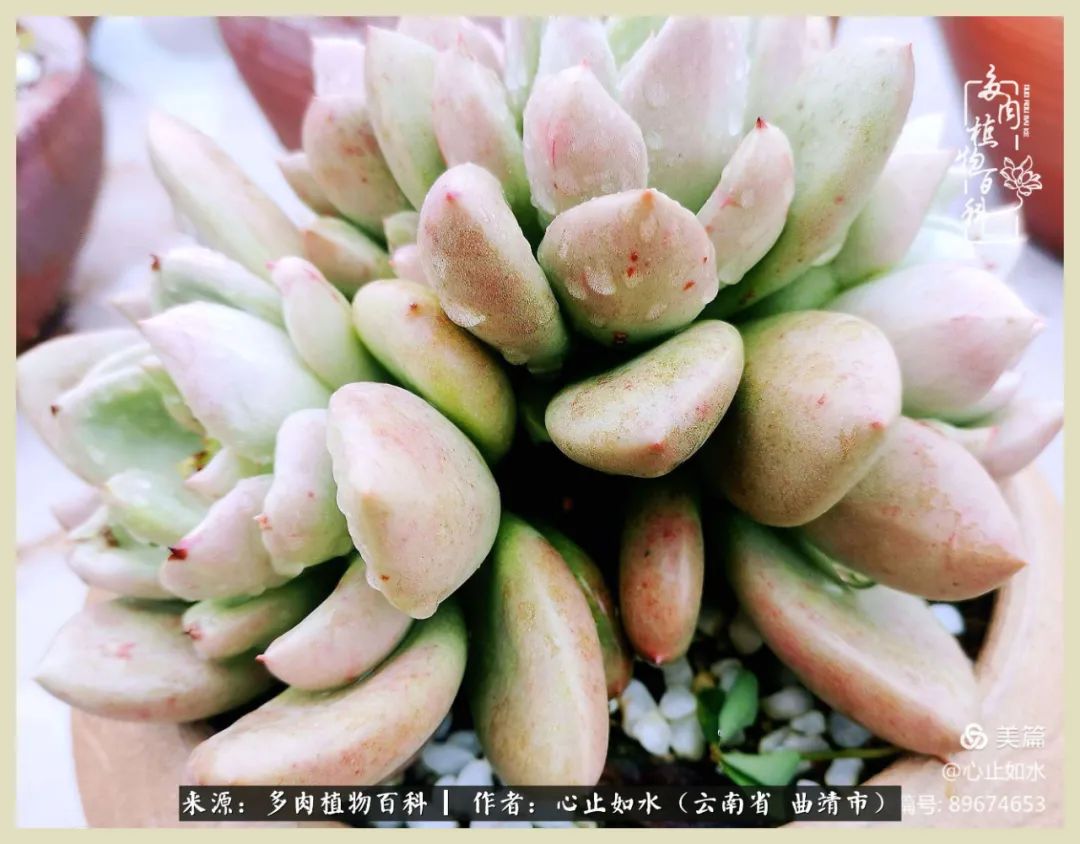 景德镇精品拇指多肉盆,轻奢多肉拇指盆3.5