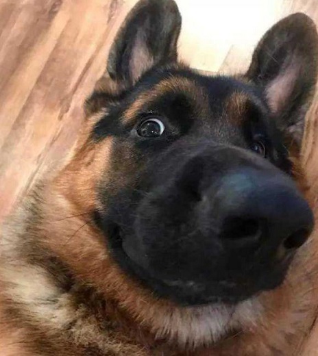 你能读懂狗的肢体语言吗,如何看德牧的性格