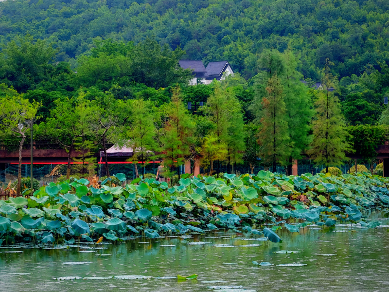 云浮南山森林公园锦鸡,云浮南山森林公园航拍