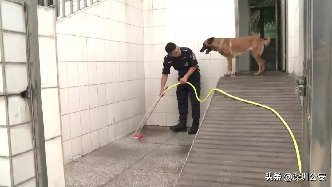 深圳警犬基地可以训犬么,深圳公安警察训练