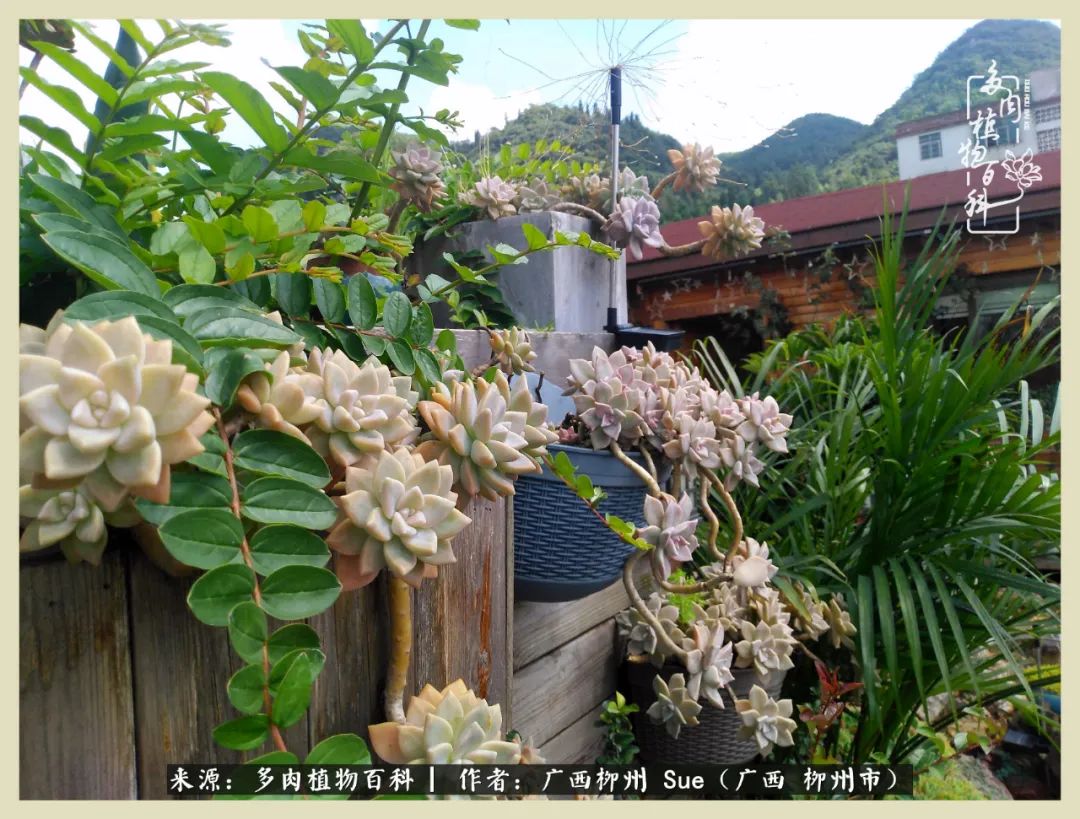 艳阳高照凉爽贵州，我要勤快地捕捉美好！（二）