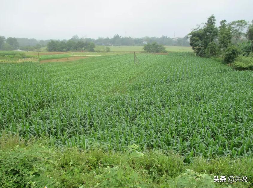 越南老兵重回当年战斗过的洞穴 (越南老兵回忆丛林战争)