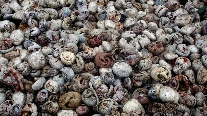 收穿山甲被处罚,穿山甲被判刑案例