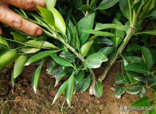 家中盆栽柑橘不结果,什么肥可以让柑橘树枝繁叶茂