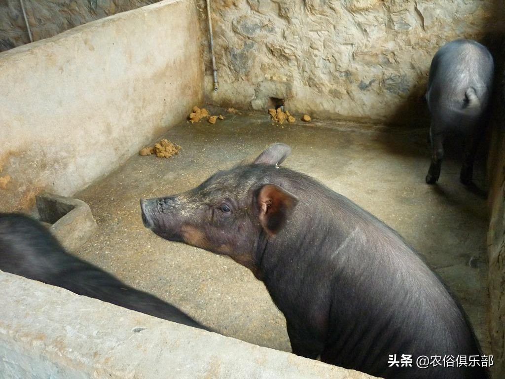 鸡蛋总是被鸡偷吃,鸡蛋老是被黄鼠狼偷怎么办