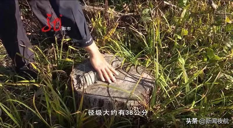 派出所现场查获一起盗伐林木案件,公安破获一起盗伐林木案件