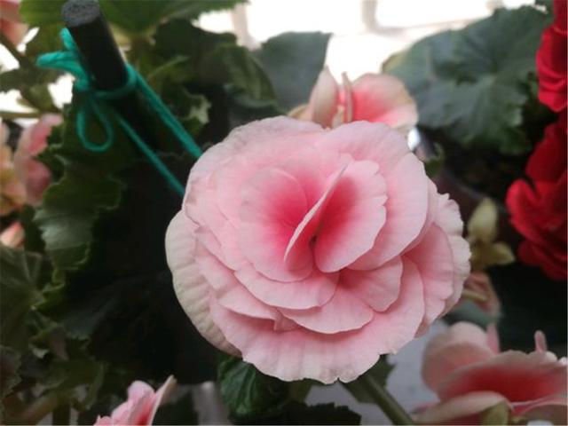 丽格海棠花谢后还能接着开花吗,丽格海棠光长新芽不开花是为什么