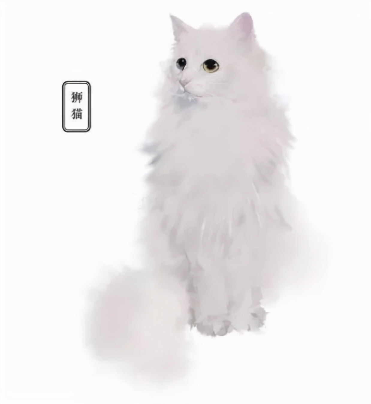 中华田园狮子猫多少钱一只,中华田园猫狮子猫蓝色眼睛