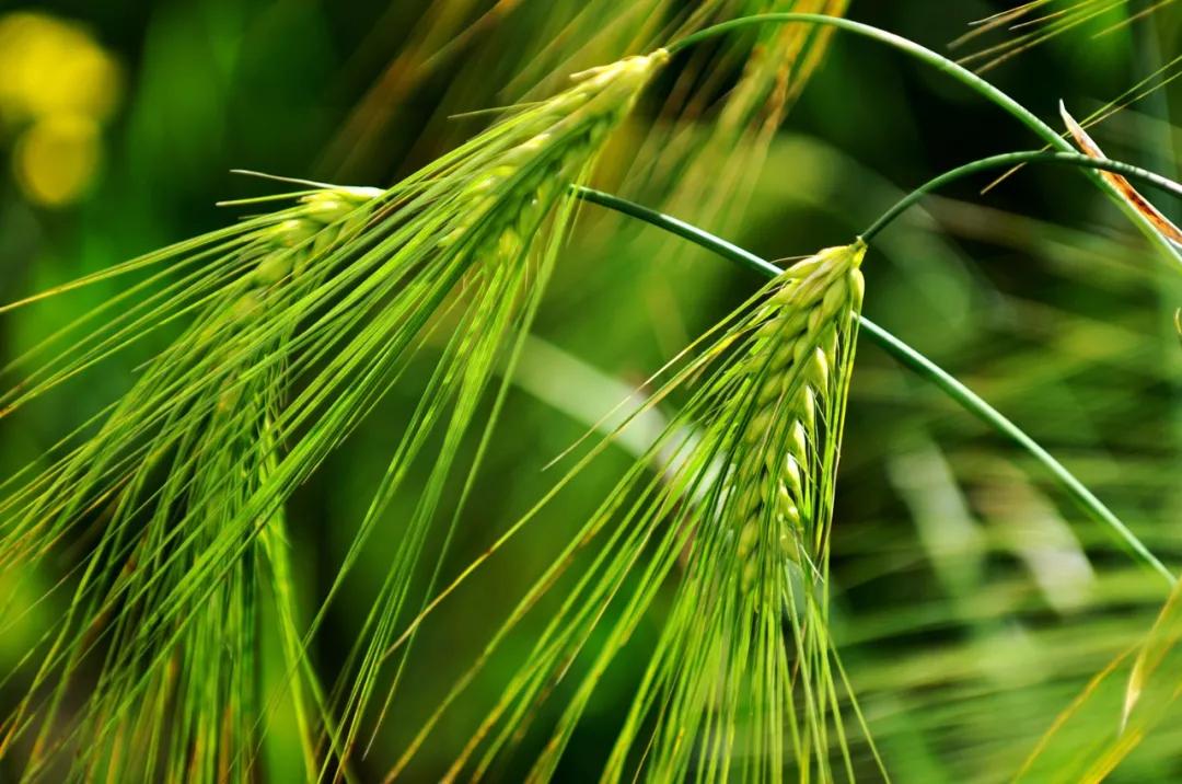 国之德g6怎么样,国之德g6有几种包装