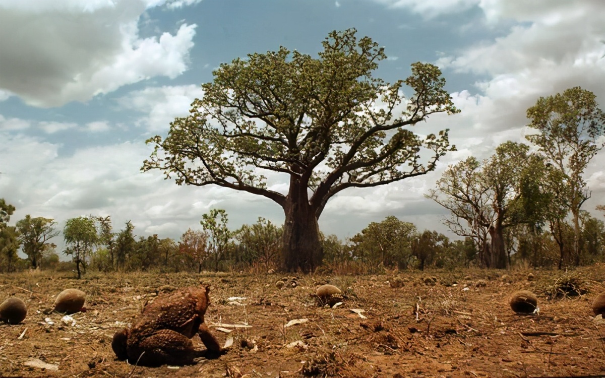 动物中性冲动最强是哪个？澳洲入侵毒蟾泛滥15亿只，人类被逼认输