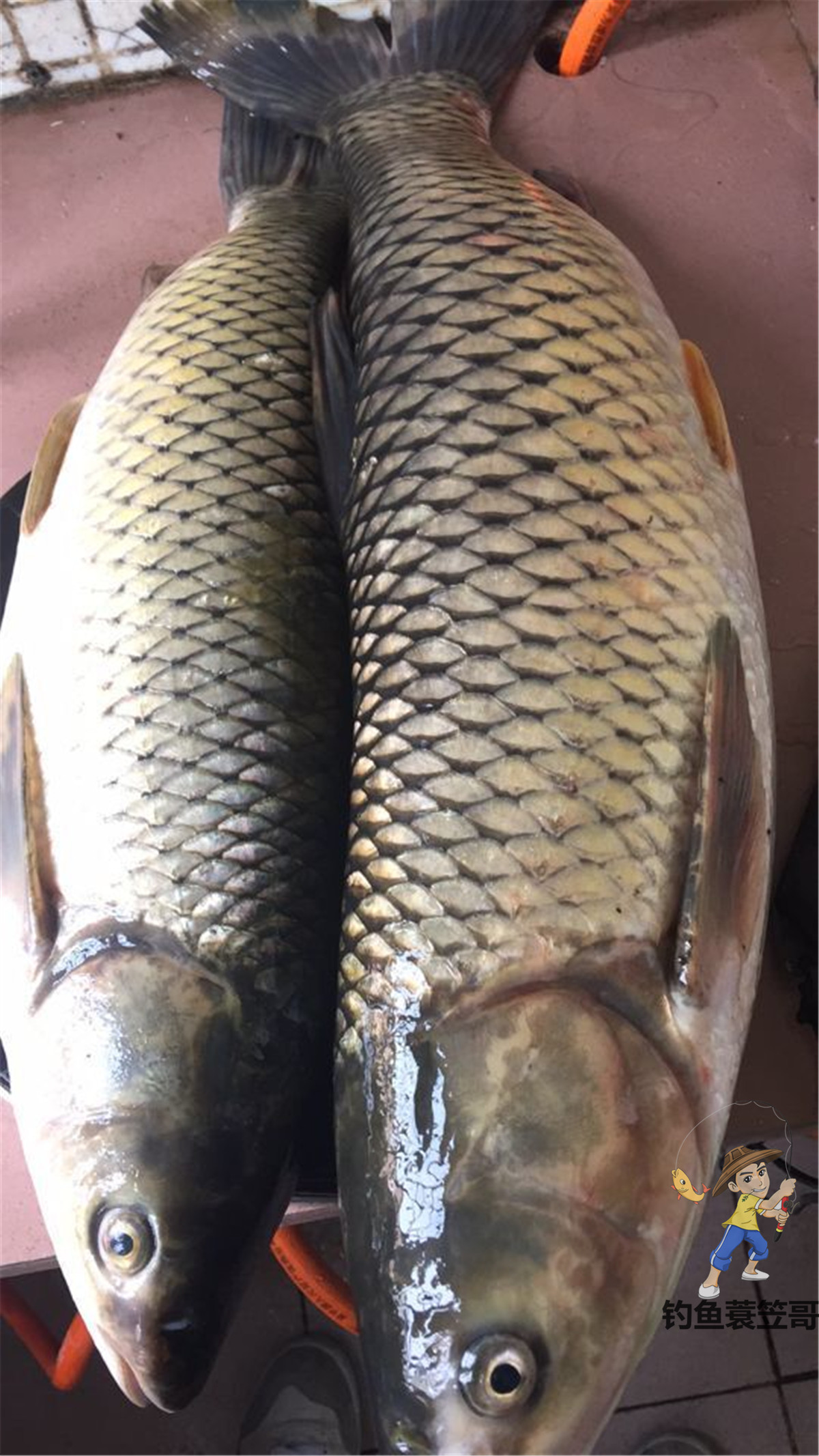 打窝小妙招,打窝最好的诱鱼方法