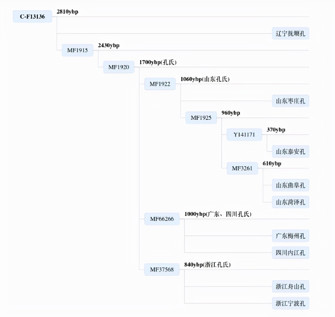 孔氏家族的C类型和Q类型
