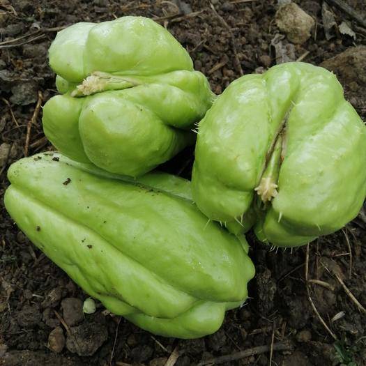 佛手瓜瓜形如两掌合十，有祝福之意，深受人们喜爱