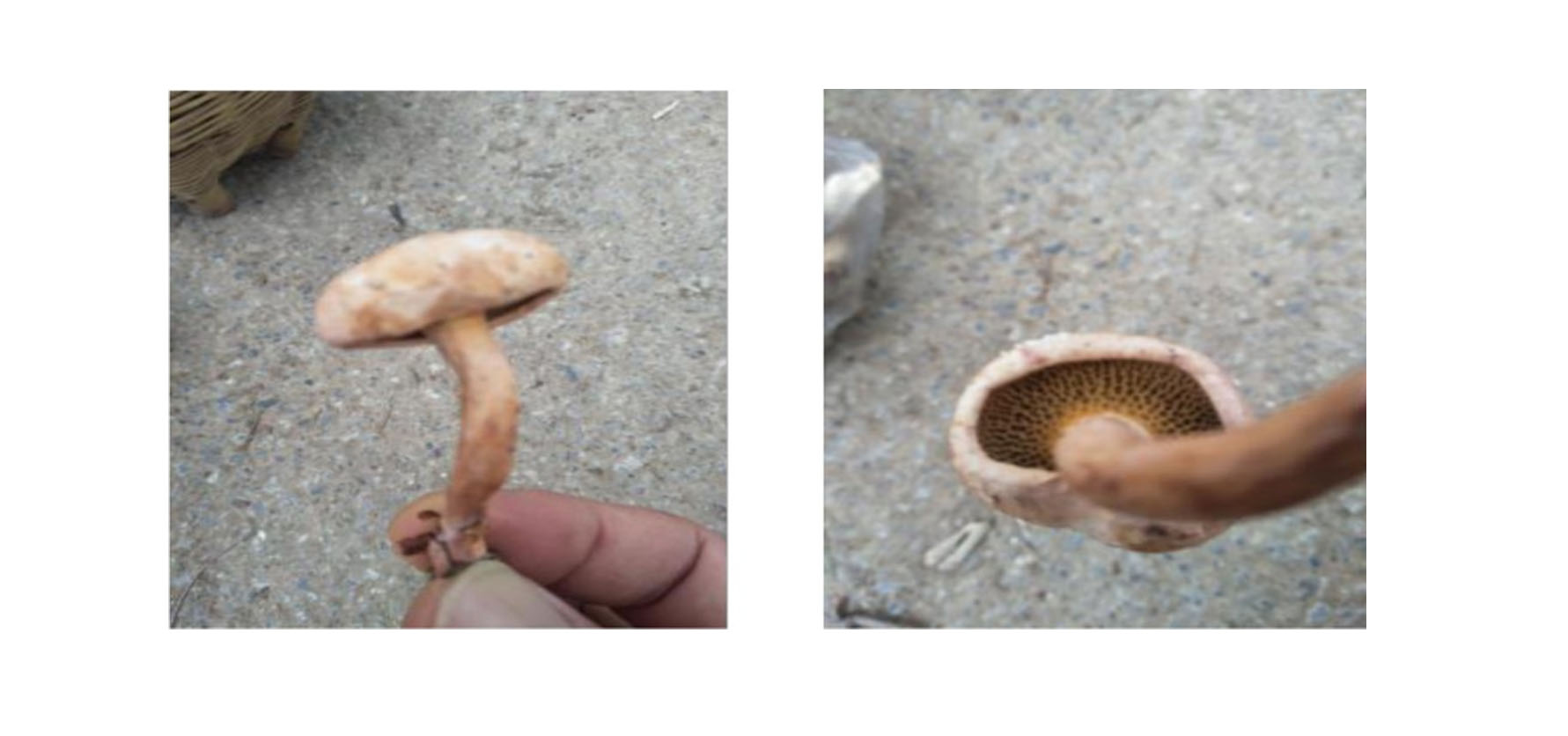 云南可食野生菌品种大全图片,海南常见的几种可食野生菌