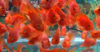 鹦鹉鱼突然变白打蔫怎么救治,鹦鹉鱼变黑怎么回事怎么治疗