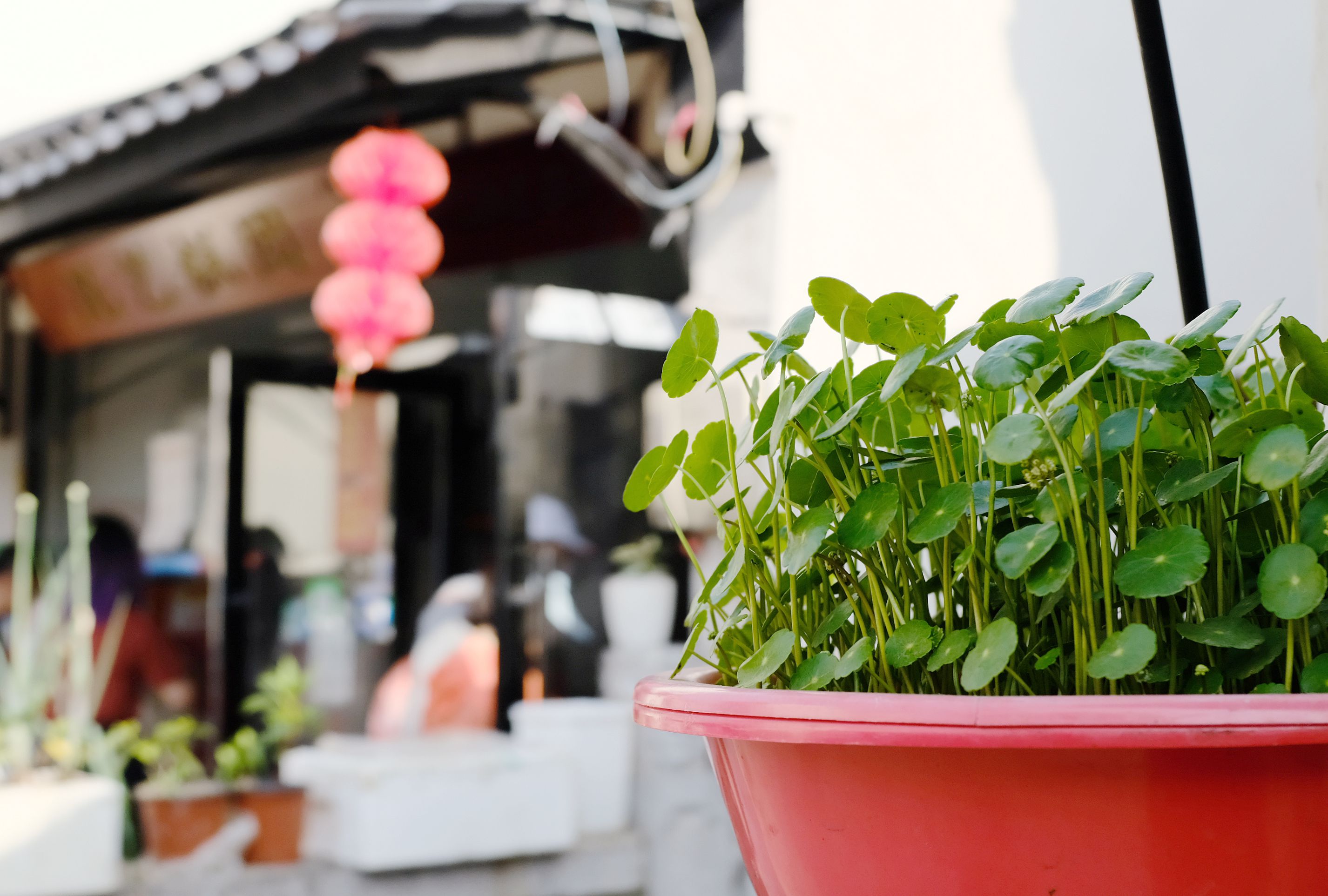 这么嗲的菜场你快点来逛呀