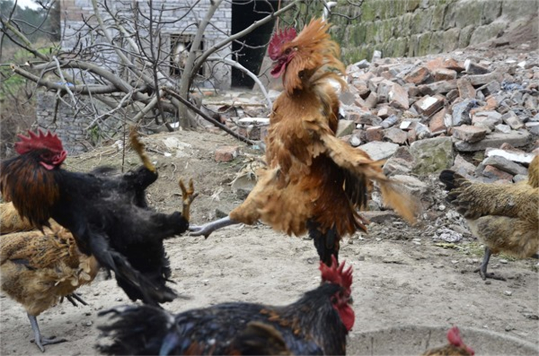大公鸡可是蜈蚣的克星,大公鸡为什么吃了蜈蚣就要啄人