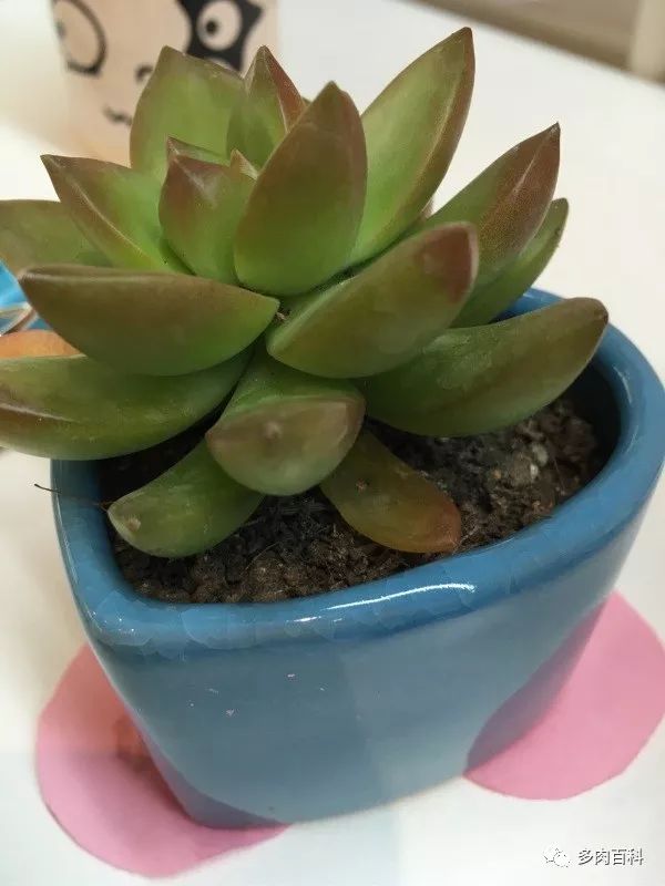 白凤多肉闷着了想化水怎么办,多肉植物为什么化水