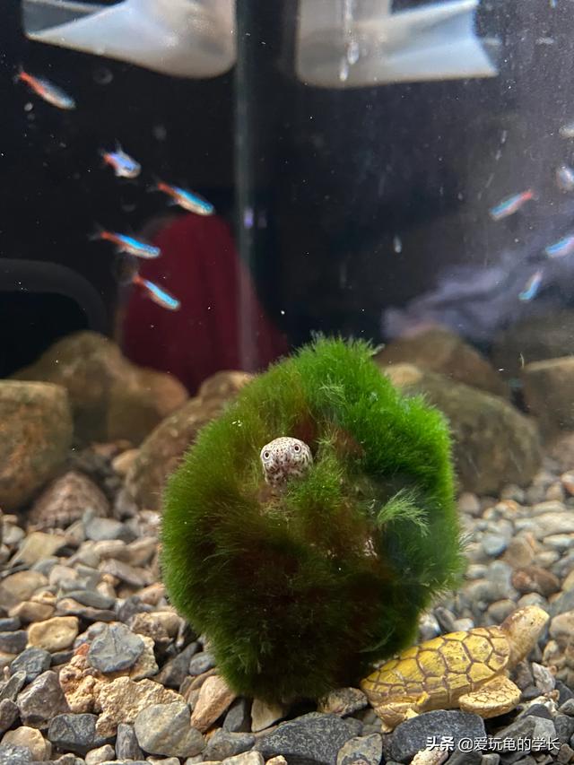 绿毛龟是蕲龟吗,绿毛龟是一种物种吗