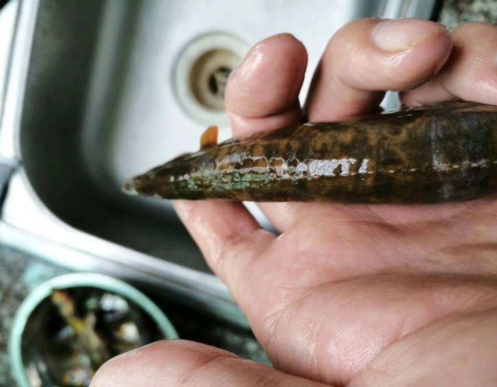 河边钓鱼发现尖嘴怪鱼,钓鱼遇到尖嘴怪鱼