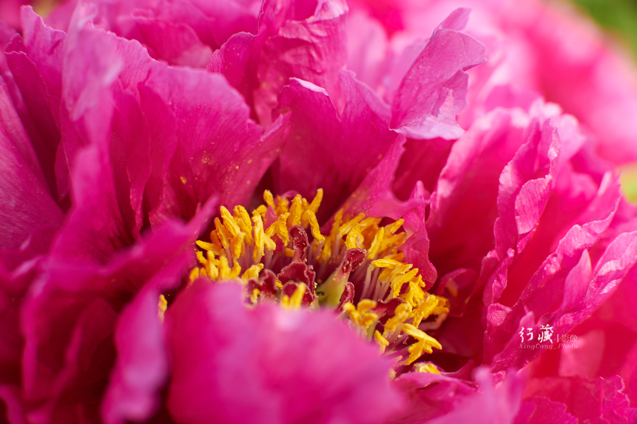 牡丹盛开的地方牡丹园,牡丹园牡丹花竞相绽放