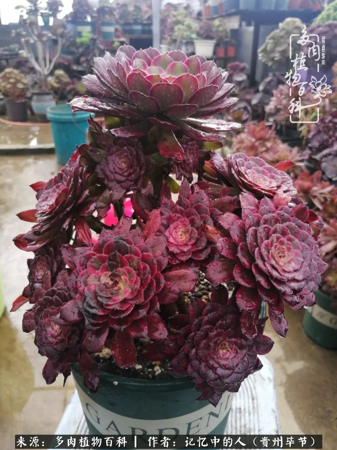 我心中的玫瑰原唱,我心中的玫瑰全部歌曲