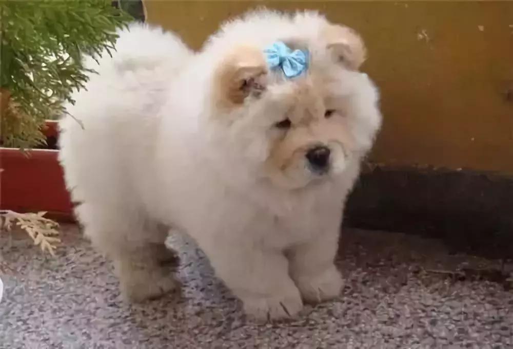 中国本土最古老的犬种之一,最古老的犬种是什么