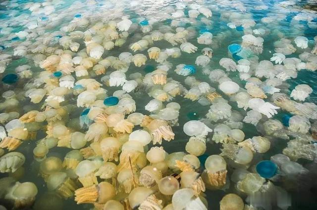 *翻推**10亿重渔船，公然攻击核电站，水母正朝着人类天敌演变