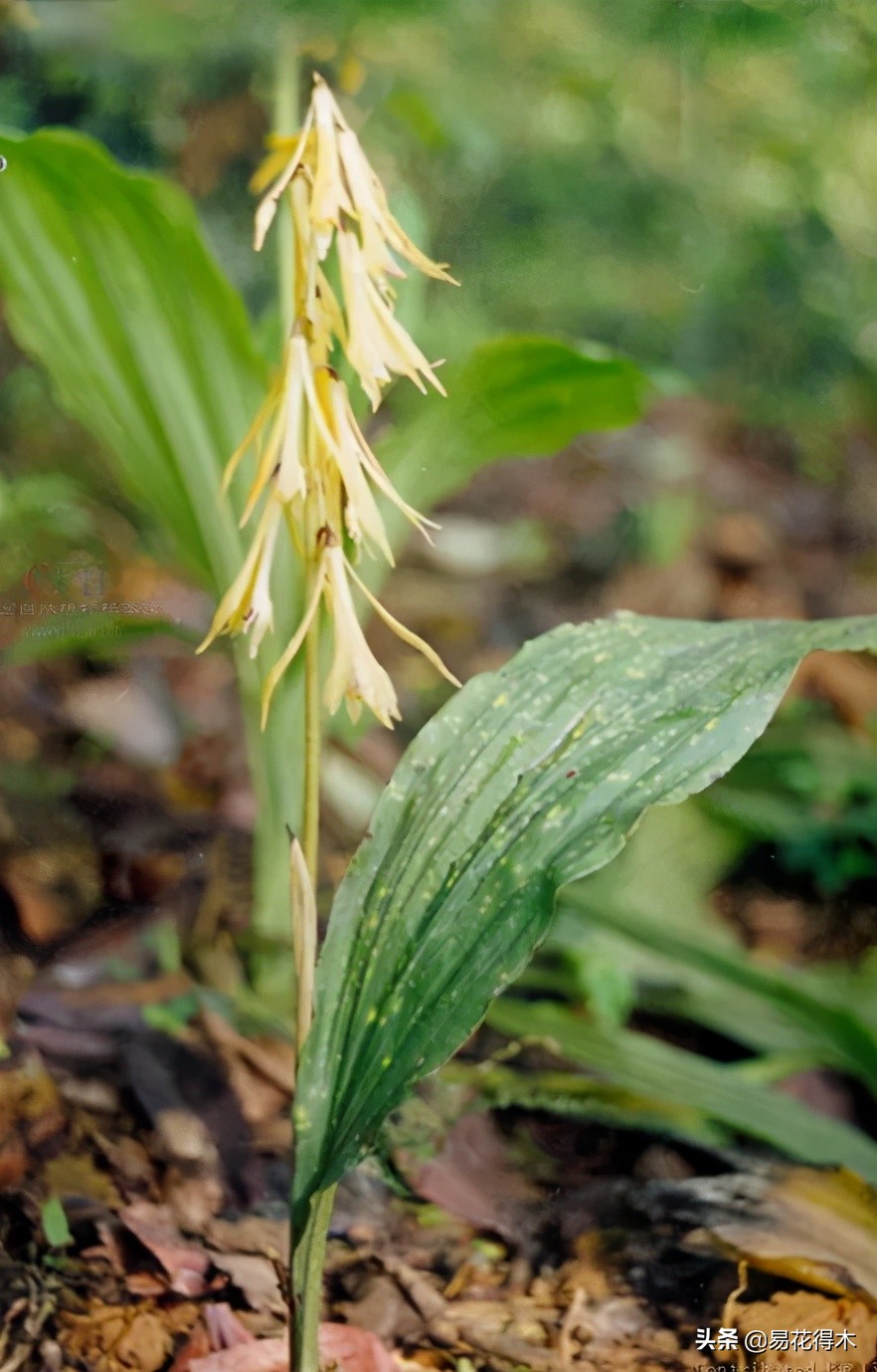 杜鹃兰属于几级保护植物,杜鹃兰品种图片