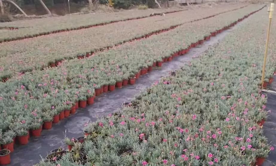 苗木行情今秋北方苗木行情如何,苗木主产区现在的现状