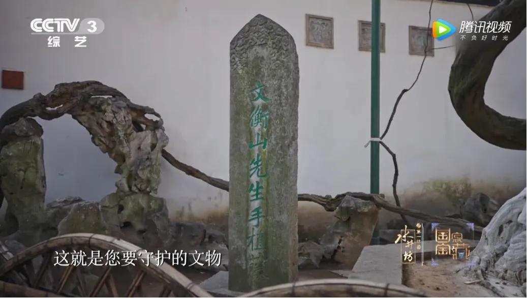 这株四百多年的紫藤，背后是整个江南园林