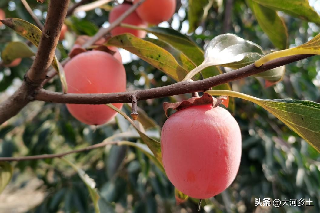 晋南的火葫芦柿子熟了，雇工摘一天可挣百元，但依然难以雇到
