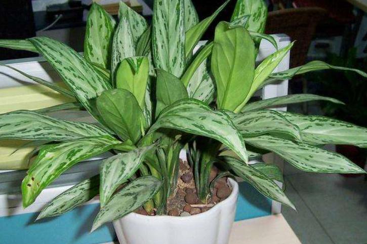 新房放哪些植物能有效吸附甲醛,甲醛克星第一名植物