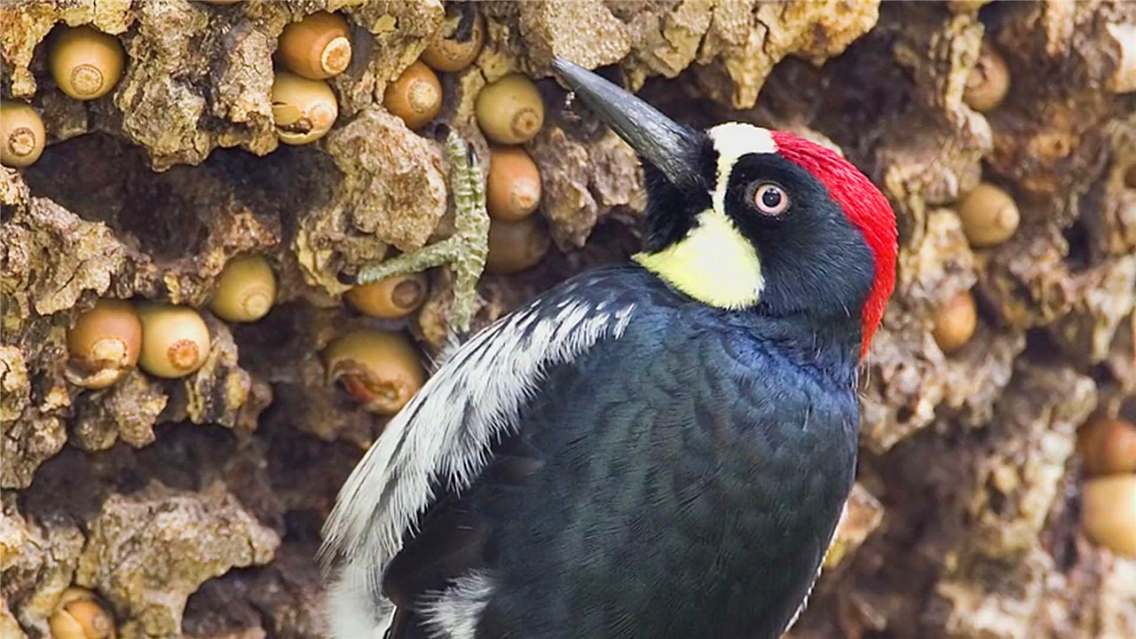 啄木鸟把树啄死,啄木鸟把树啄得千疮百孔能补偿么