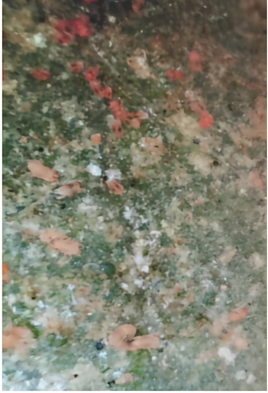 二斑叶螨有效防治办法,二斑叶螨最有效防治方法