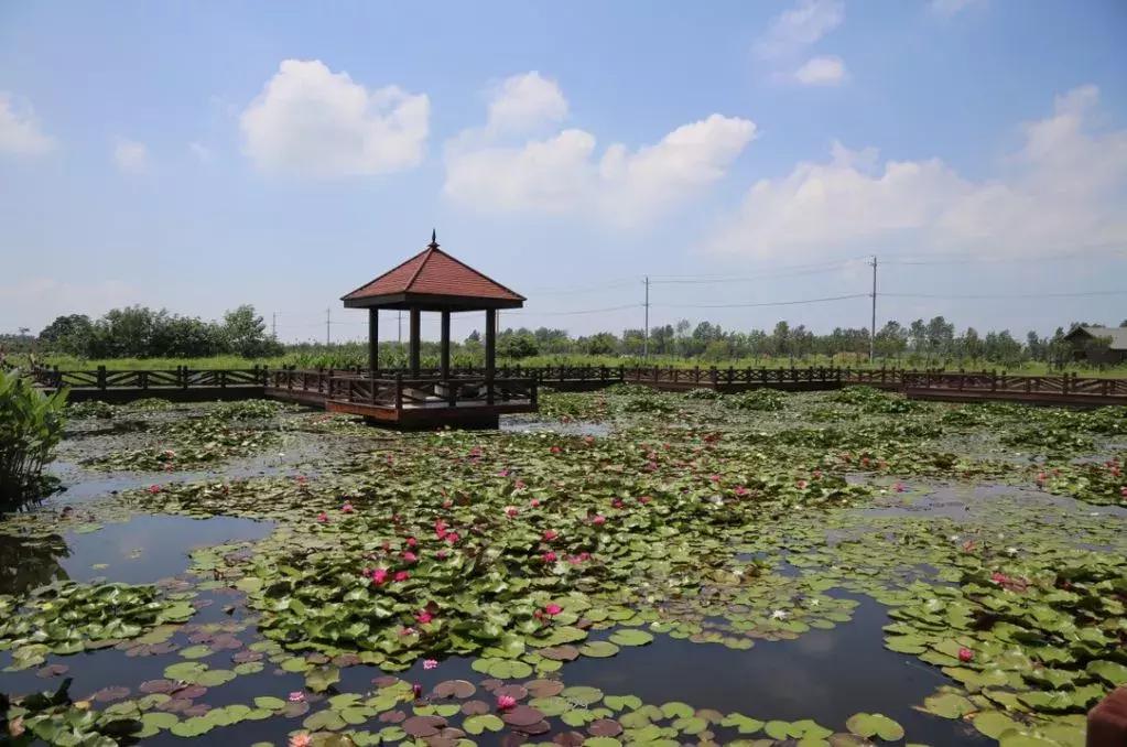 金湖荷花荡图片,金湖荷花荡介绍