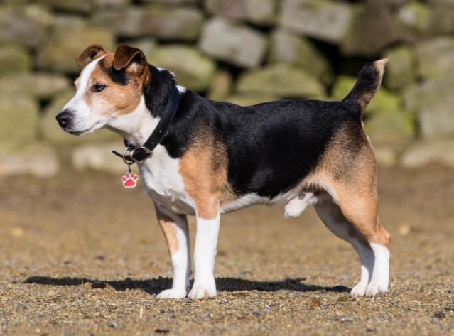 狗狗买什么品种最合适,怎么给狗狗选择宠物狗品种