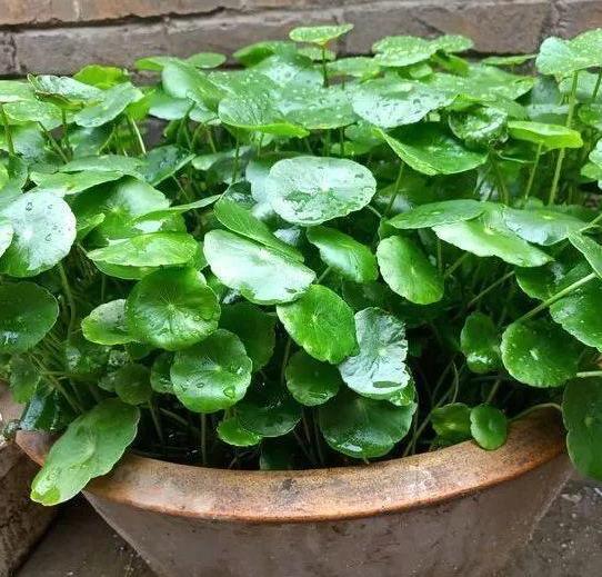 室内水培铜钱草的方法,水培植物铜钱草家里正确方法