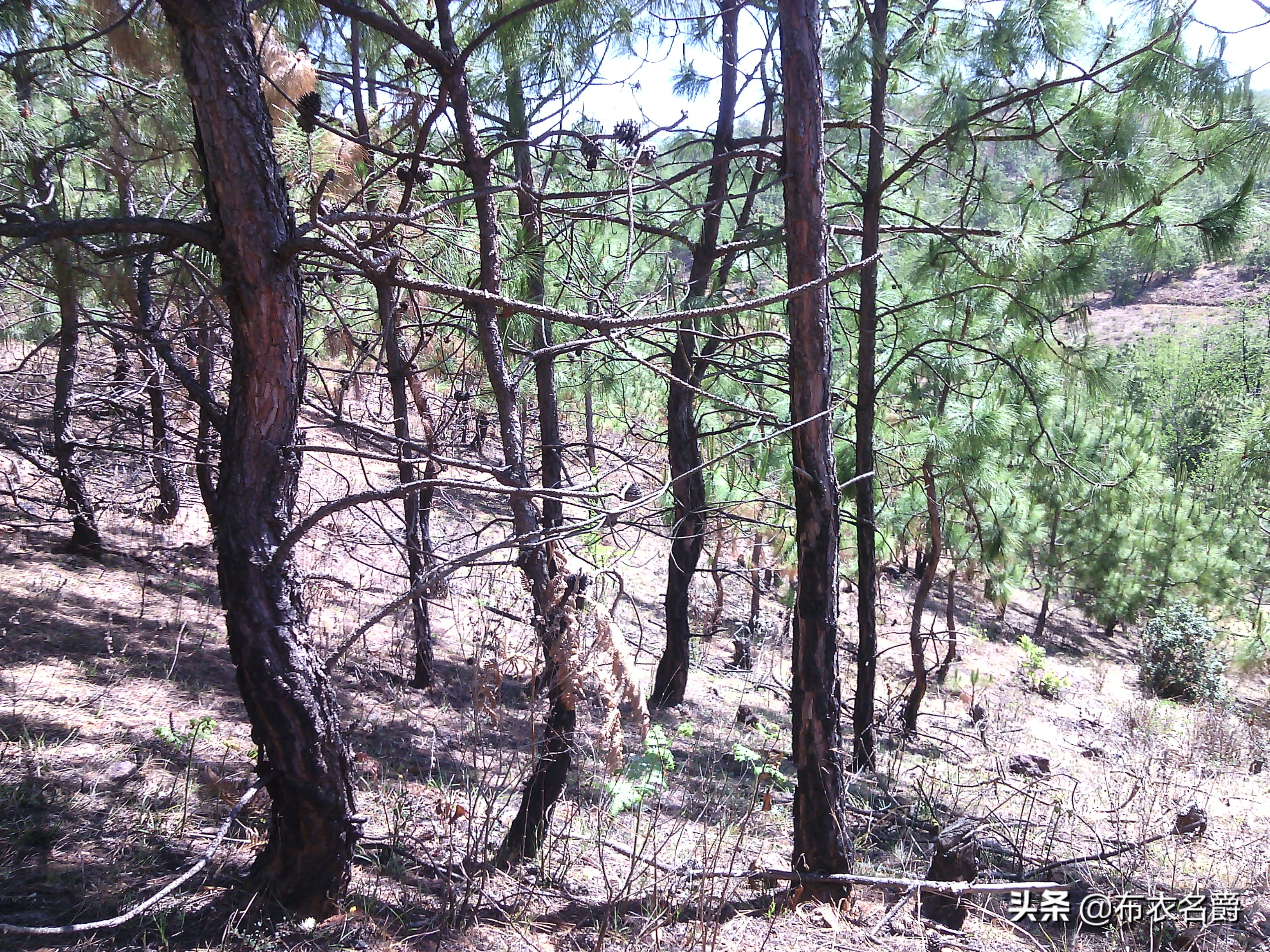 兽医门诊：论治犬传染性肝炎