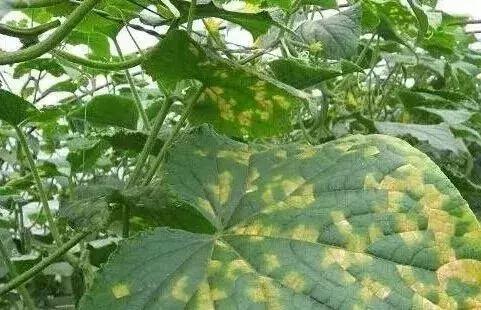 青霉灰霉杀菌剂,青霉绿霉跟灰霉有什么区别