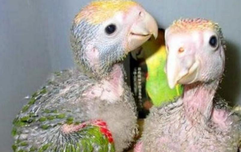 虎皮鹦鹉吃什么对羽毛好,虎皮鹦鹉吃什么食物