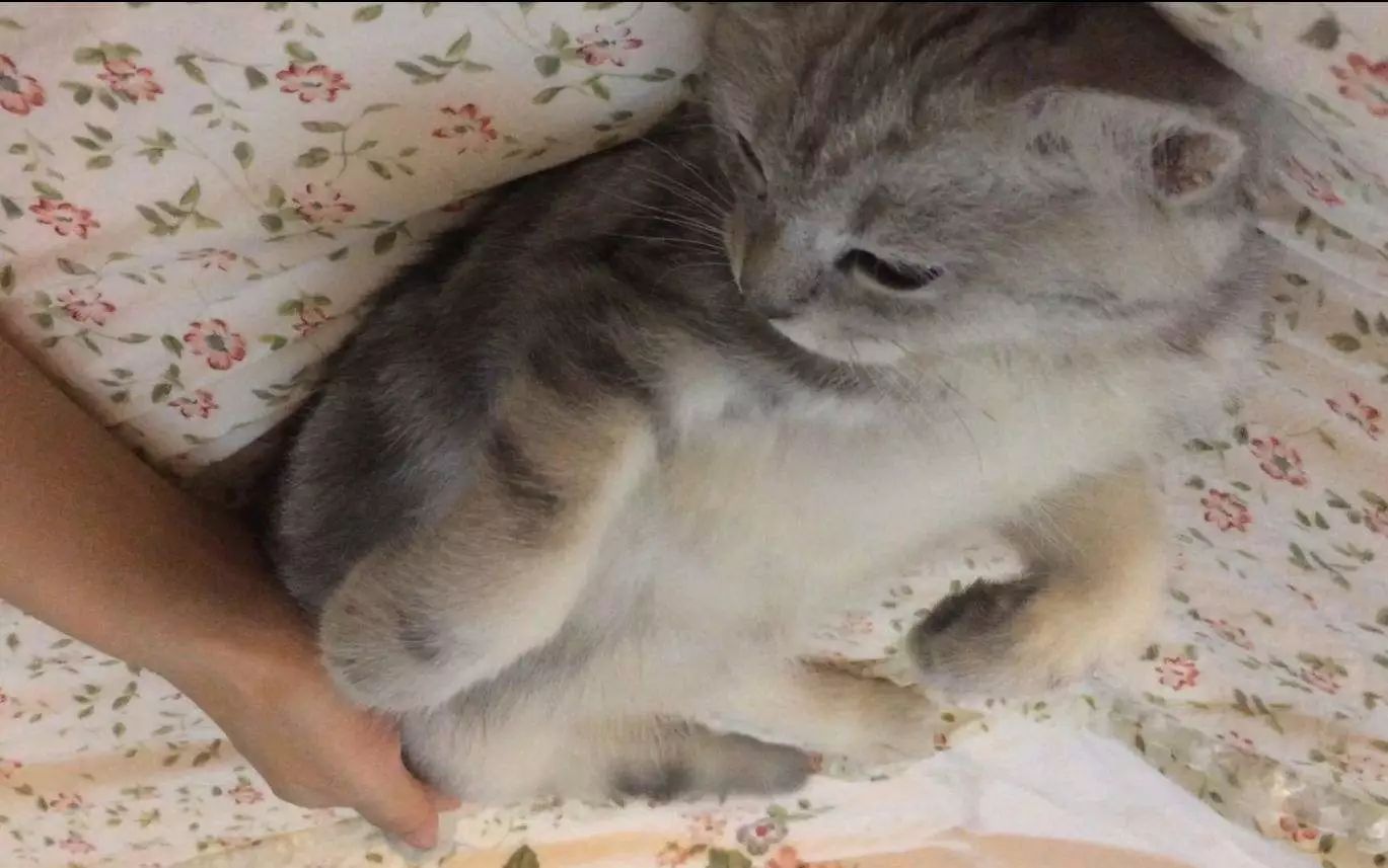 猫咪总是睡地上怎么办,猫咪经常躺床上如何让它睡窝里