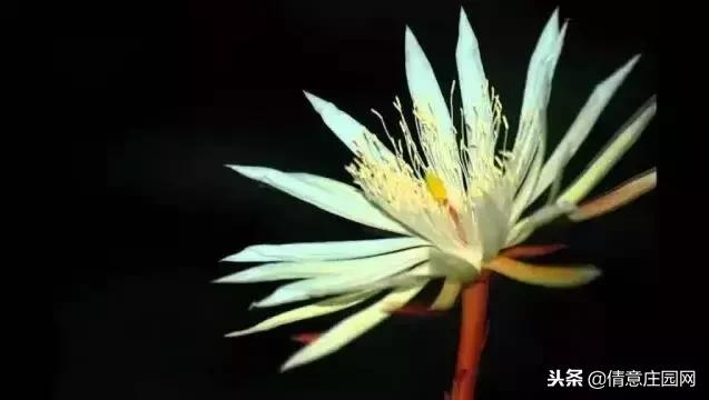 名贵植物排行榜前十名,名贵树种排名