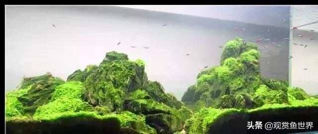 草缸爆藻100天怎么办,草缸的维护和控藻